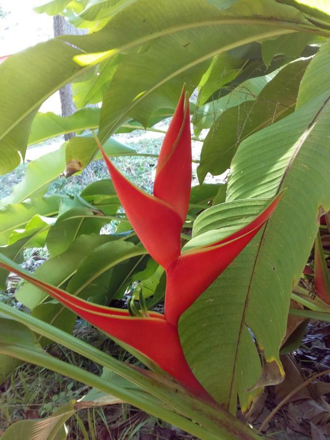 Beautiful Flower Resort Pak Meng Esterno foto